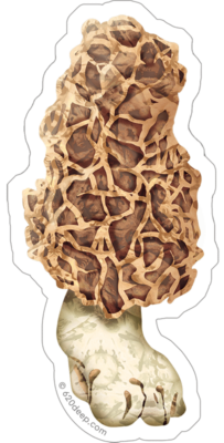 Morel Mushroom