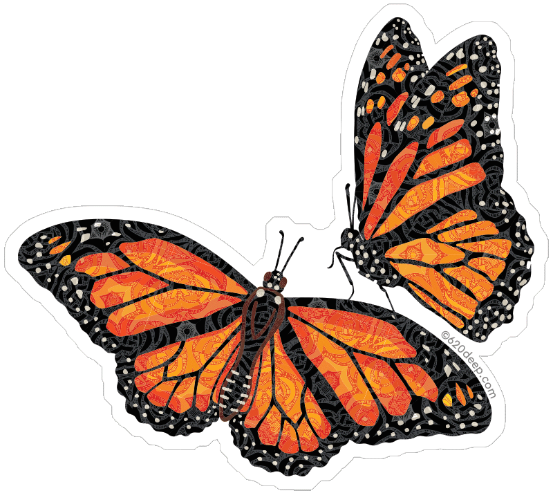 Two monarch butterflies