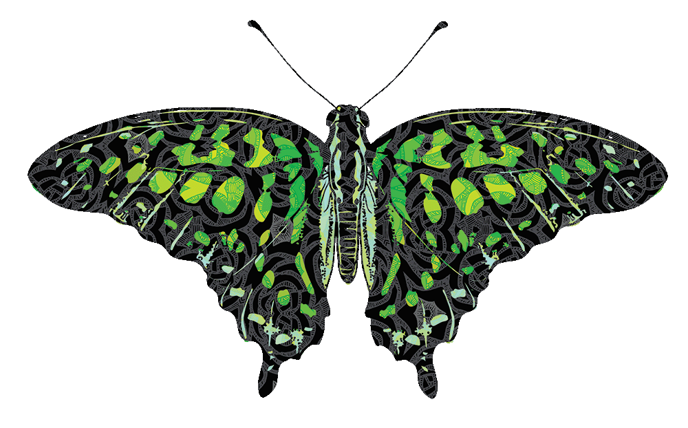 Dido Longwing Butterfly Dido Longwing Butterfly