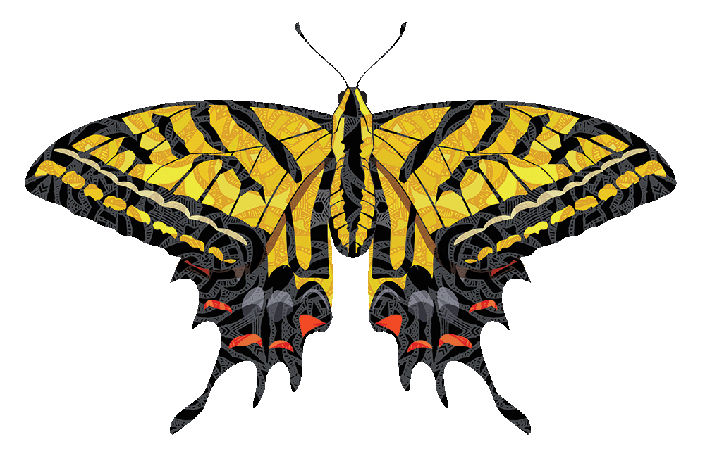 Two-Tailed Swallowtail Two-Tailed Swallowtail