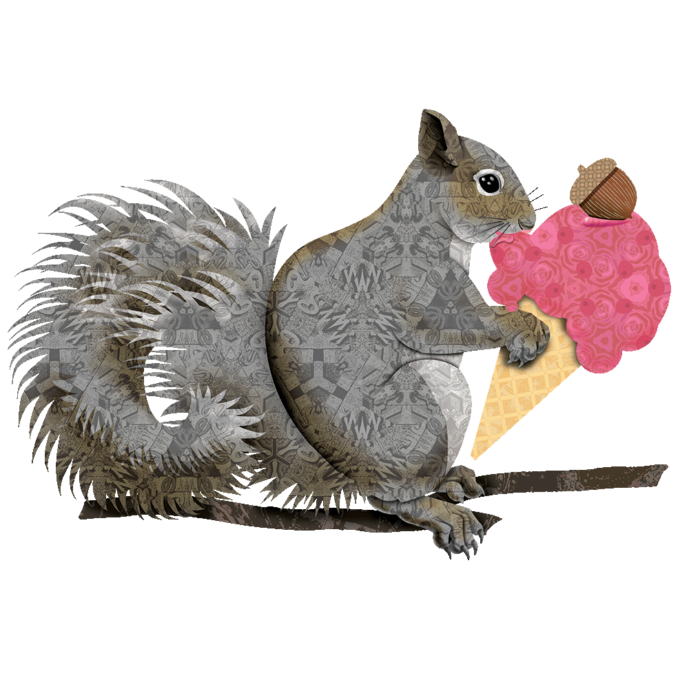 gray squirrel