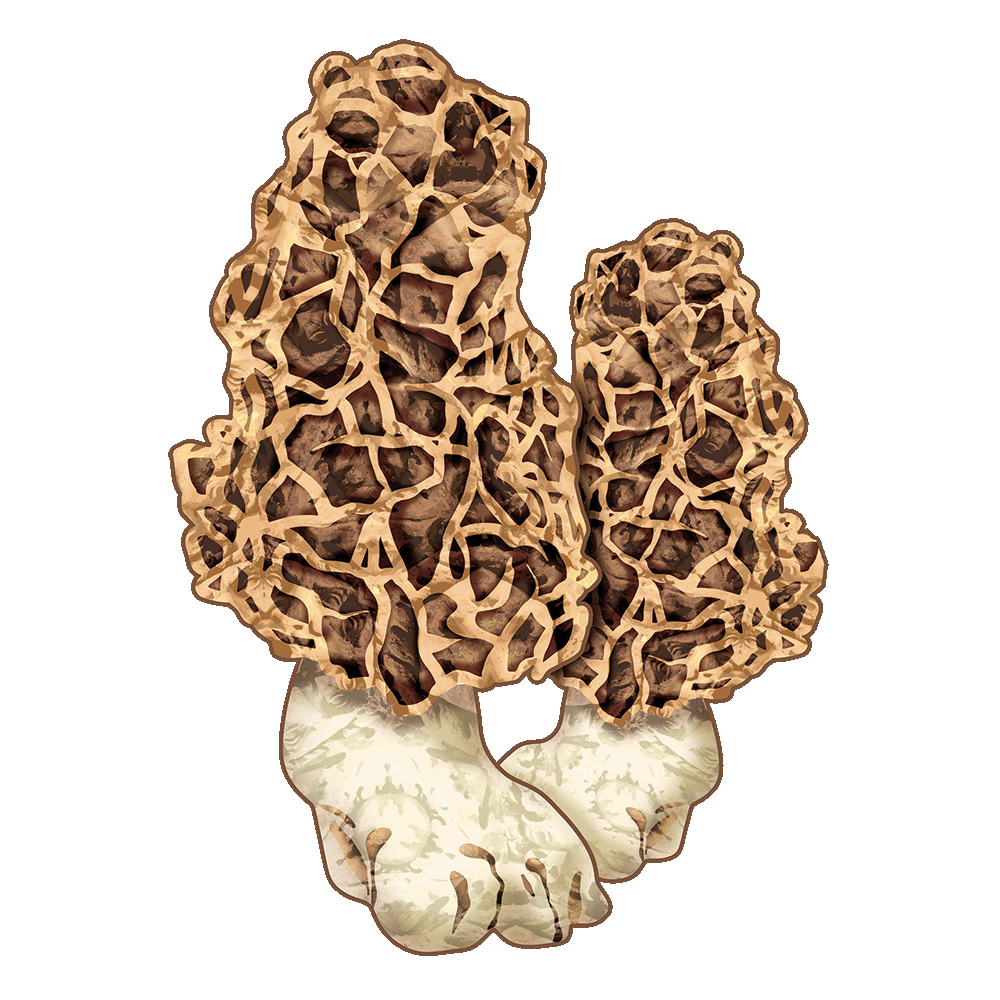 Two morel mushrooms