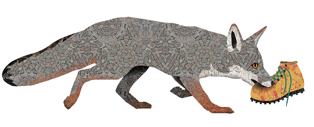 Gray Fox with Hiking Boot