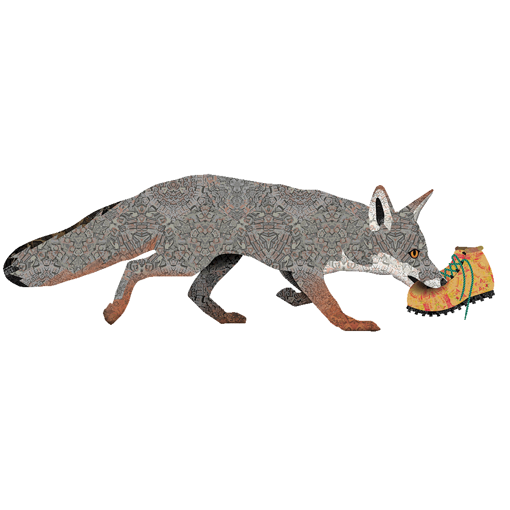 Gray Fox with Hiking Boot