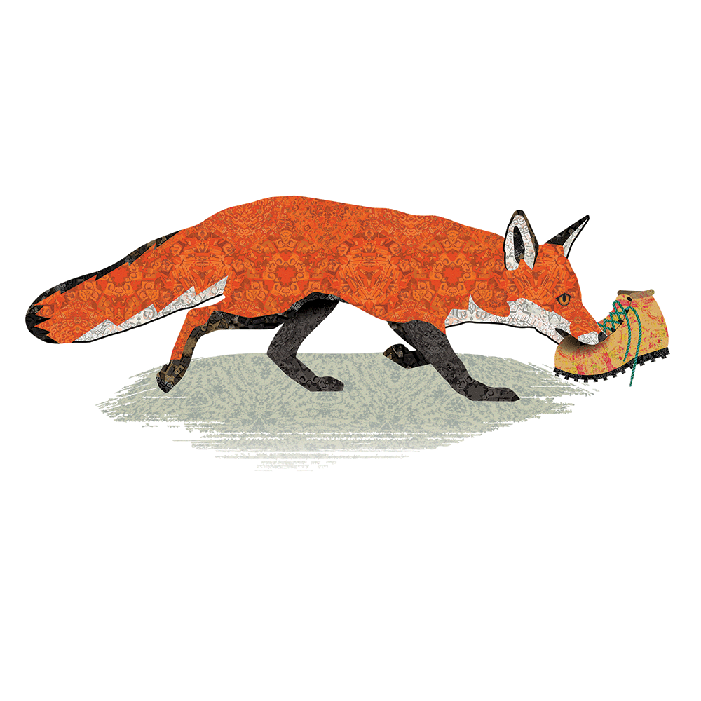 Red Fox with Hiking Boot