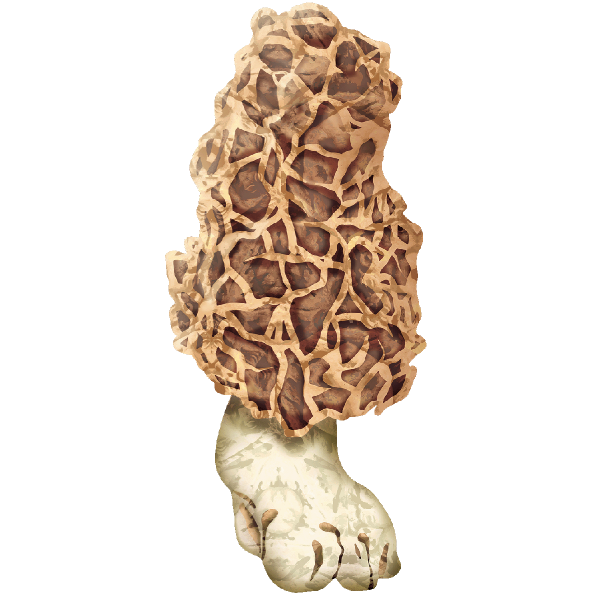 morel mushroom