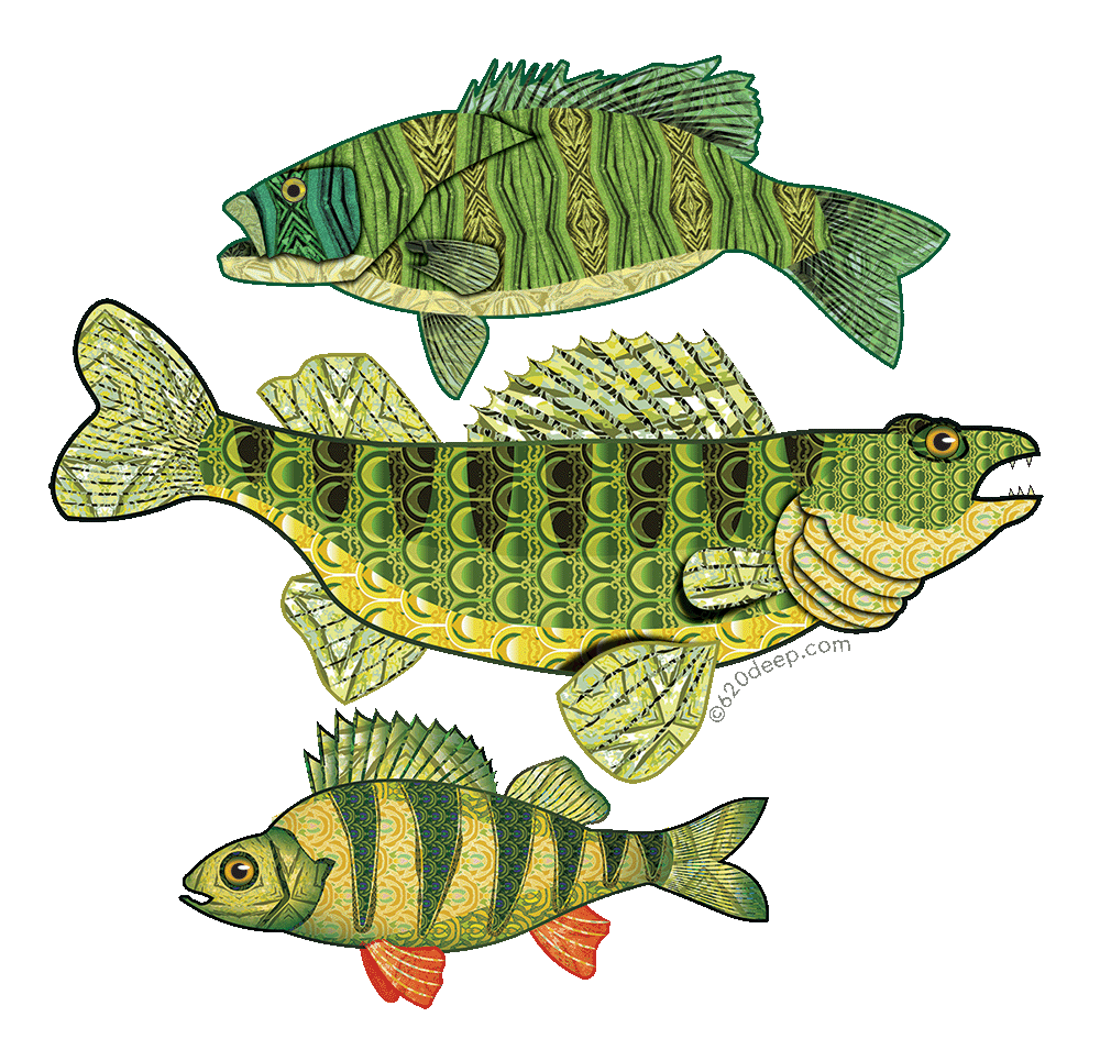 Bass, Walleye and Perch