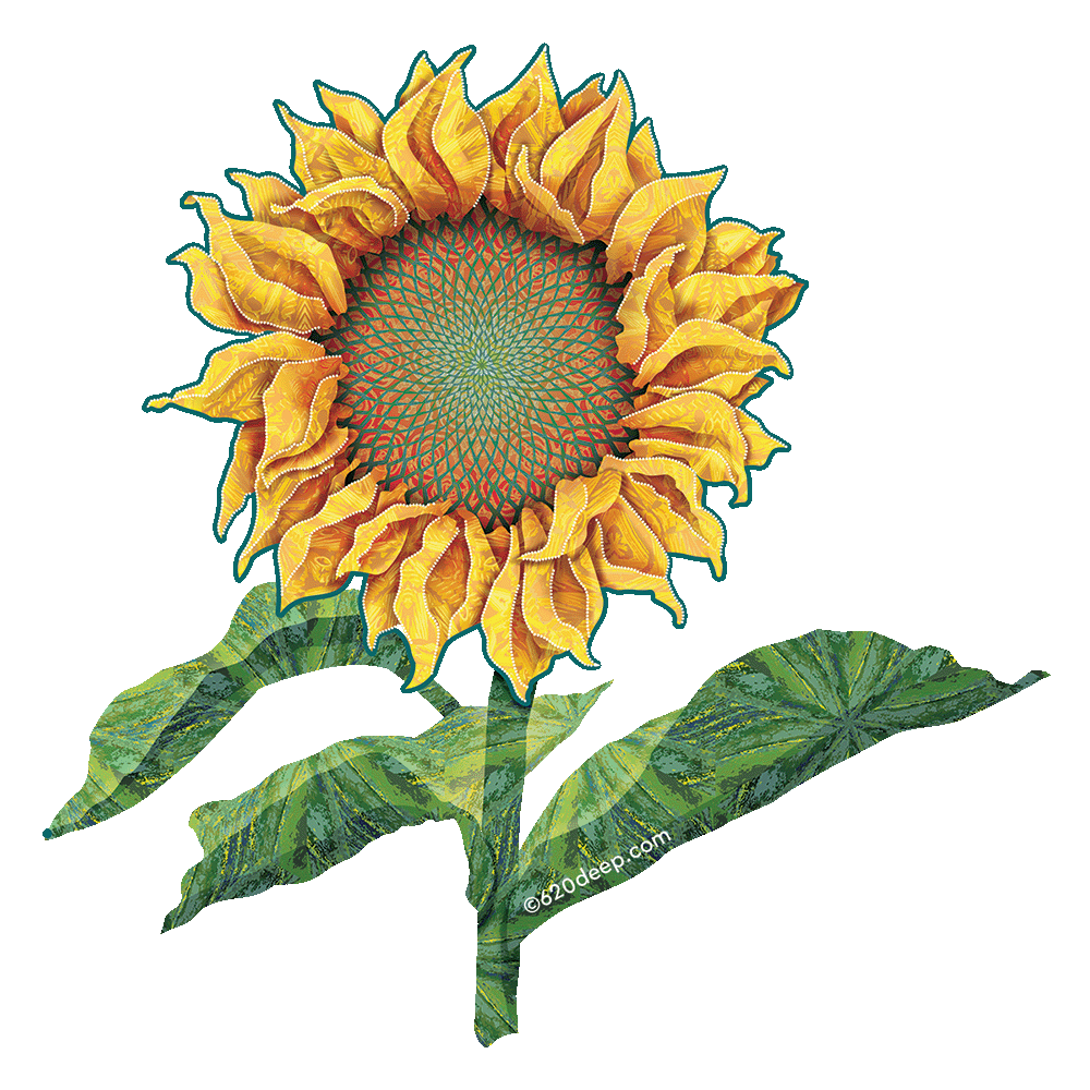 Sunflower Sunflower